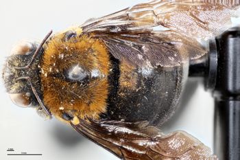 Media type: image;   Entomology 810854 Aspect: habitus dorsal view